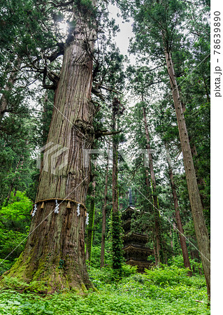 初夏の出羽三山神社　五重塔と爺杉　山形県鶴岡市 78639890