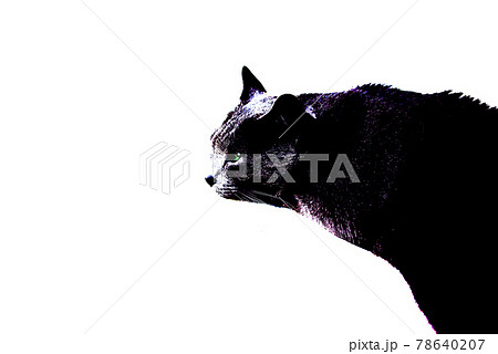 猫 ロシアンブルーのイラスト素材