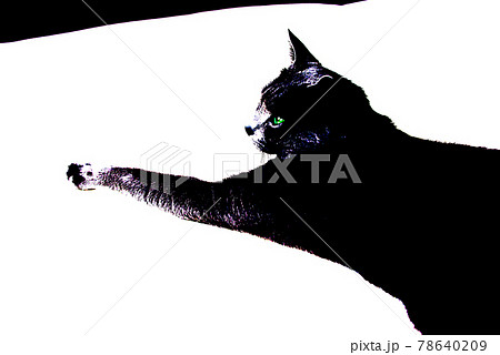 猫　ロシアンブルー 78640209