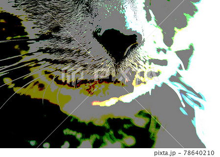 猫　ロシアンブルー 78640210