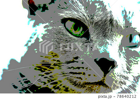 猫　ロシアンブルー 78640212