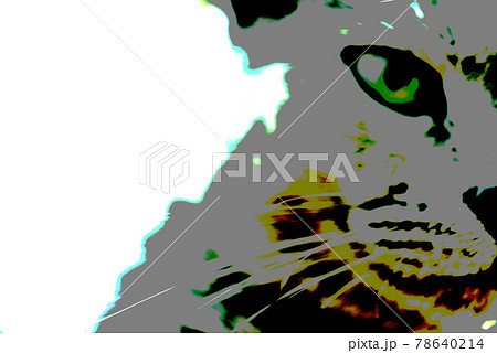 猫　ロシアンブルー 78640214