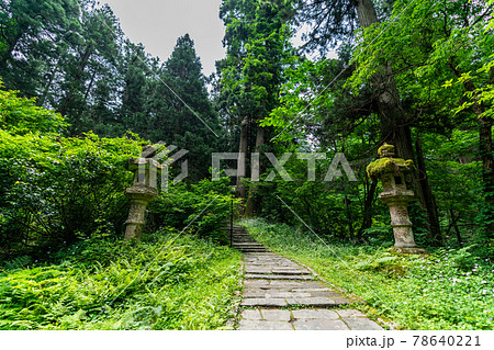 初夏の出羽三山神社 羽黒山の杉並木と参道 山形県鶴岡市 初夏の出羽三山神社 羽黒山の杉並木と参道 山形県鶴岡市 78640221