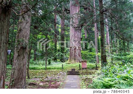 初夏の出羽三山神社　爺杉　山形県鶴岡市 78640345