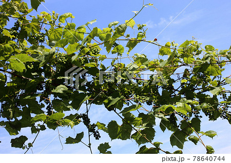 Growing grape and blue sky Growing grape and blue sky 78640744