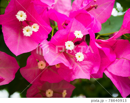 咲きほこる真っ赤なブーゲンビリア 咲きほこる真っ赤なブーゲンビリア 78640913