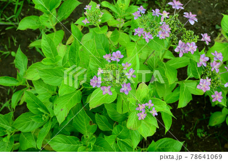 紫色の紫陽花 78641069