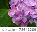 紫の紫陽花 78641289