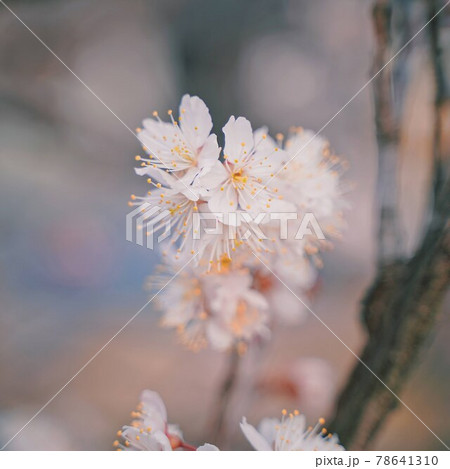 薄ピンクの桜 78641310