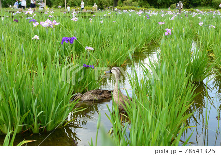 菖蒲園に立ち寄ったカモ 78641325