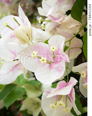 ブーゲンビリア・ブライダルピンク 78641569
