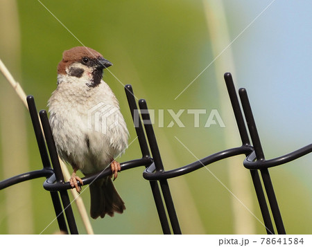 柵に留まるスズメ 柵に留まるスズメ 78641584
