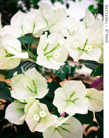 ブライダルピンク・ブーゲンビリア 78641598