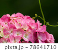 ピンクの紫陽花のアップ 78641710
