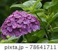 紫の紫陽花のアップ 78641711
