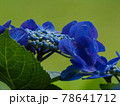 青紫の紫陽花のアップ 78641712