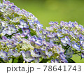紫の紫陽花のアップ 78641743