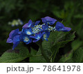 雨上がり紫の額紫陽花 78641978