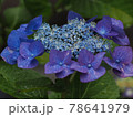 雨上がり紫の額紫陽花のアップ 78641979