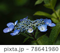 青紫色の額紫陽花のアップ 78641980
