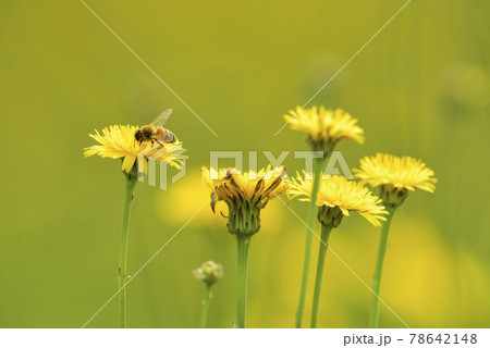 Bee on a wild flower, Patagonia 78642148