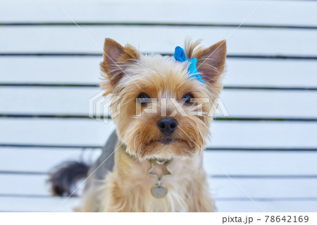 attractive Yorkshire terrier dog on a bench in a city park 78642169