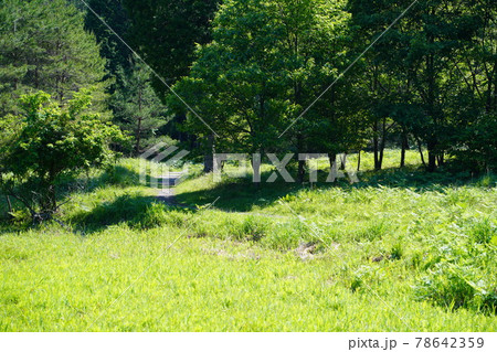 初夏の黒沢湿原の登山道 初夏の黒沢湿原の登山道 78642359