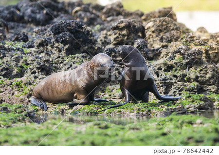 Sea Lion pup gaming, Patagonia Argentina 78642442