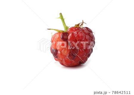 Unripe black raspberry (Rubus occidentalis) isolated on white Unripe black raspberry (Rubus occidentalis) isolated on white 78642511