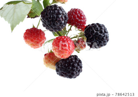 Black raspberry (Rubus occidentalis) isolated on white 78642513