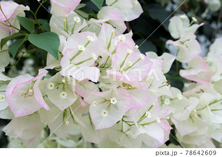 華麗に咲き乱れる淡い色のブーゲンビリア 78642609
