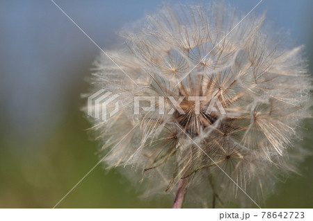フトエバラモンギクの綿毛 78642723
