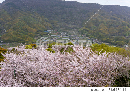 香川県は朝日山森林公園から見る桜 78643111