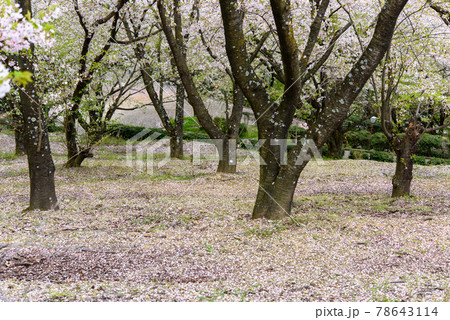 香川県は朝日山森林公園の桜 香川県は朝日山森林公園の桜 78643114
