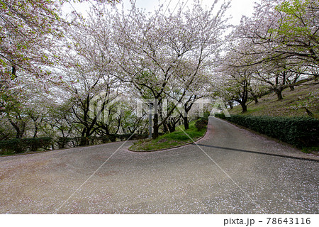 香川県は朝日山森林公園の桜 香川県は朝日山森林公園の桜 78643116
