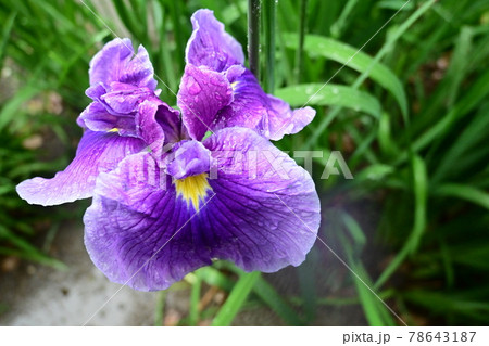 雨天のハナショウブ（花菖蒲）と雫 78643187
