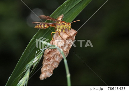ムモンホソアシナガバチ 78643423