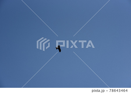 大空を飛ぶ鳥のシルエット 78643464