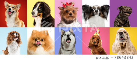 Art collage made of funny dogs different breeds on multicolored studio background. Art collage made of funny dogs different breeds on multicolored studio background. 78643842
