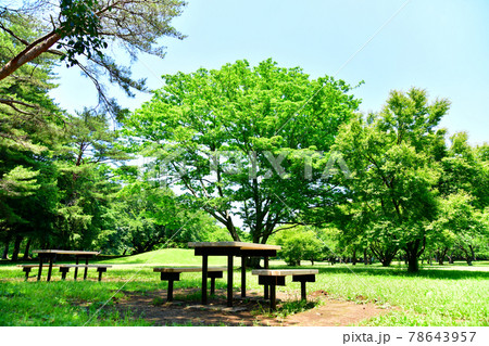 都立 野川公園/大芝生(東京都調布市)【2021.6】 都立 野川公園/大芝生(東京都調布市)【2021.6】 78643957