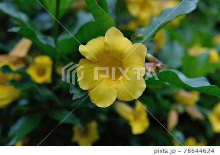 ヒメアレアケカズラの花 アマランダの写真素材