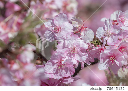 松田町松田山 満開の河津桜 の写真素材