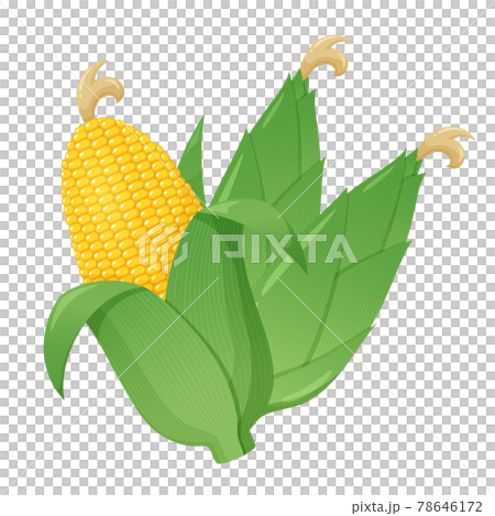 3 corn illustrations 3 corn illustrations 78646172