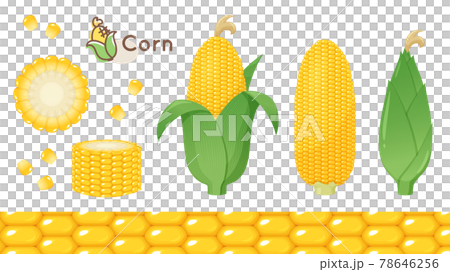 玉米插畫素材套裝 78646256