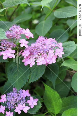 京都 梅宮大社 満開の花しょうぶと紫陽花 京都 梅宮大社 満開の花しょうぶと紫陽花 78646370