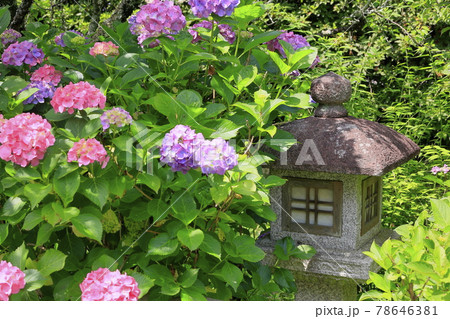 京都 梅宮大社 満開の花しょうぶと紫陽花 京都 梅宮大社 満開の花しょうぶと紫陽花 78646381