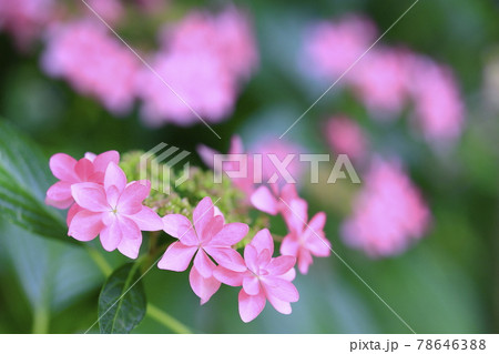 京都　梅宮大社　満開の花しょうぶと紫陽花 78646388