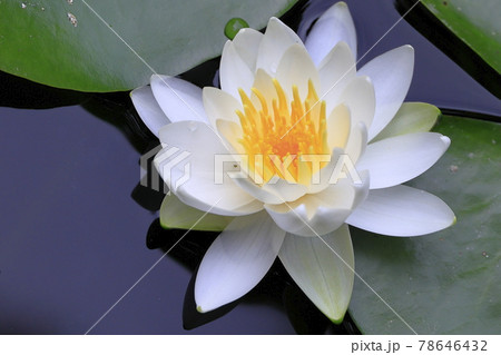 京都 梅宮大社 満開の花しょうぶと紫陽花 京都 梅宮大社 満開の花しょうぶと紫陽花 78646432