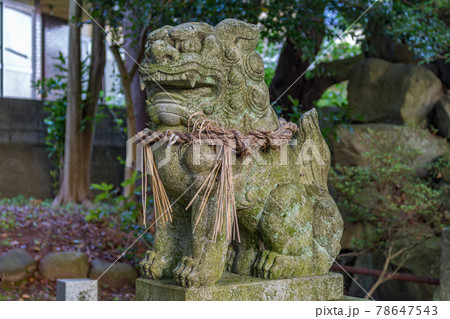 Lion-dog, or komainu, at a Shinto shrine in Kanazawa, Japan. Lion-dog, or komainu, at a Shinto shrine in Kanazawa, Japan. 78647543