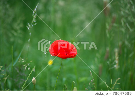 Closeup of one wild poppy in a meadow 78647689